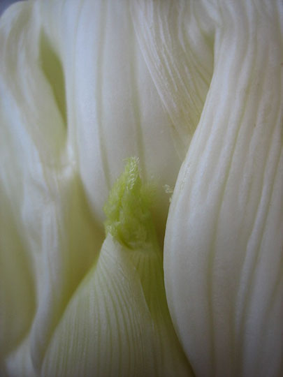 fennel-pic